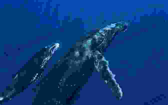 A Blue Whale Swimming Through The Ocean WIBBY THE WHALE: The Little Whale Who Loves To Pretend