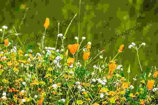 A Cluster Of Vibrant Wildflowers Blooming Amidst The Dunes On Blackbird Beach Gulf Coast Secrets (Blackbird Beach 2)