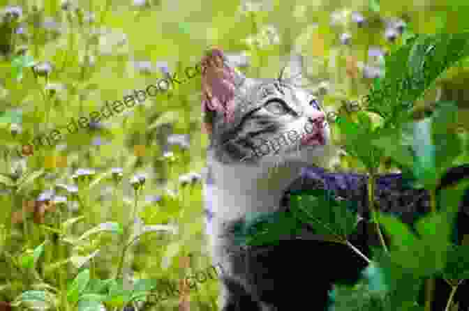 A Girl And Her Cat Embracing In A Field Of Flowers. Spinning Tails Tom Knisely