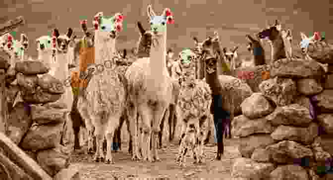 A Herd Of Llamas Enjoying The Outdoors At Come Llamas Sanctuary Come Llamas Jennifer Morris