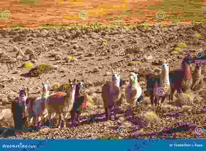 A Herd Of Llamas Grazing In The Andes Mountains Come Llamas Jennifer Morris