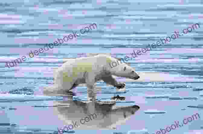 A Majestic Polar Bear Standing On Melting Arctic Ice Protection Of The Three Poles