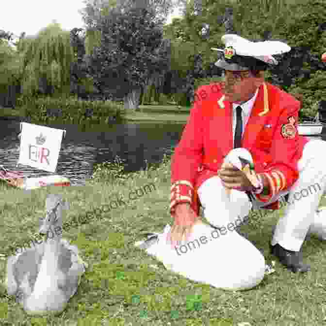 A Photo Of The Swan Upping, A Traditional Ceremony On The River Thames In London Observations Of A Londoner (not Your Normal London City Guide )