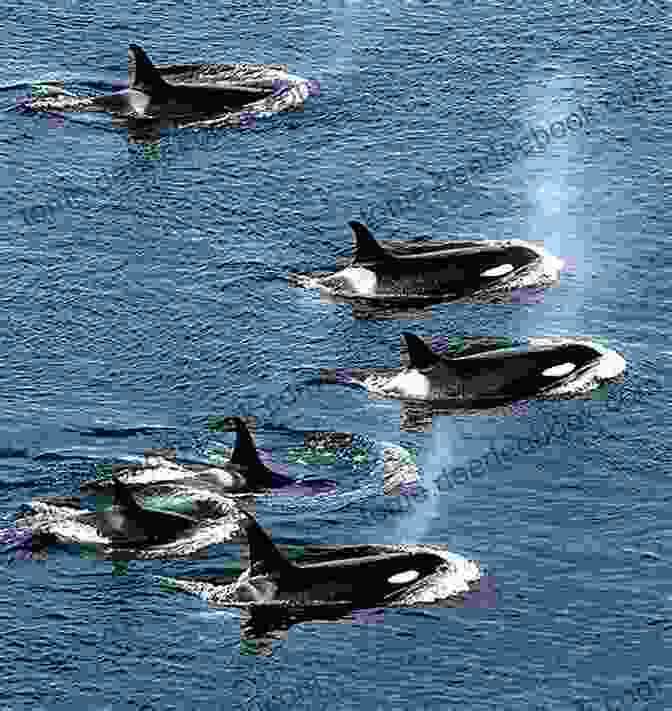 A Pod Of Orcas Swims In The Ocean. Take Shelter: At Home Around The World (Orca Footprints 5)