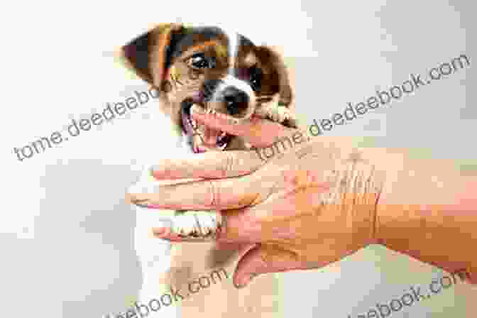 A Puppy Biting A Person's Hand How To Stop A New Puppy From Biting: Proven Simple Easy Steps Tips That Really Work To Stop Your Puppy S Biting Dog Training Ideas