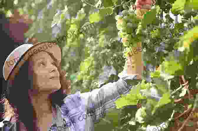 A Winemaker Inspecting Rows Of Grapevines Food Artisans Of The Okanagan: Your Guide To The Best Locally Crafted Fare