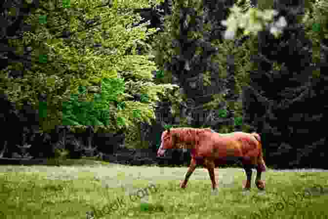 A Young Girl, Kelly, Standing In A Field With A Dog And A Horse, Surrounded By Lush Greenery And A Picturesque Barn In The Background. Kelly Of Hazel Ridge (The Hazel Ridge Farm Stories 3)