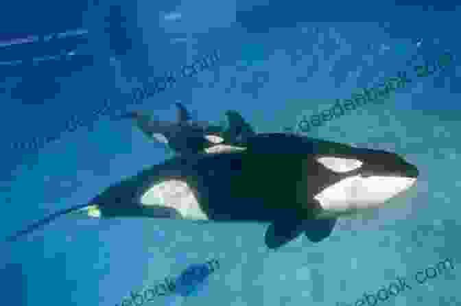 An Orca Mother And Calf Swim Together. Take Shelter: At Home Around The World (Orca Footprints 5)