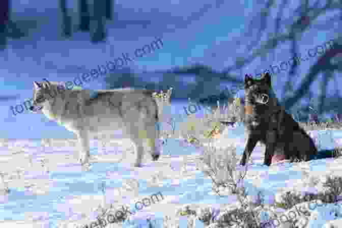 Chris Cameron Encountering A Lone Wolf In The Wilderness Chris Cameron And The Stolen Goat (Chris Cameron Adventure 1)