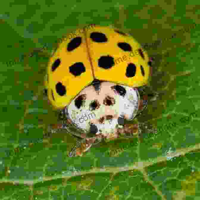 Close Up Of A Yellow And Black Ladybug, Showcasing Its Remarkable Markings. The Ladybug : Stunning Real Full Color Pictures Of Ladybugs And Facts (In Love With Ladybugs)