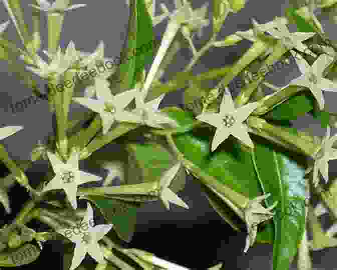 Close Up Of Cestrum Nocturnum Flower, Showing Its Delicate Petals And Trumpet Shaped Form The Rose That Blooms In The Night