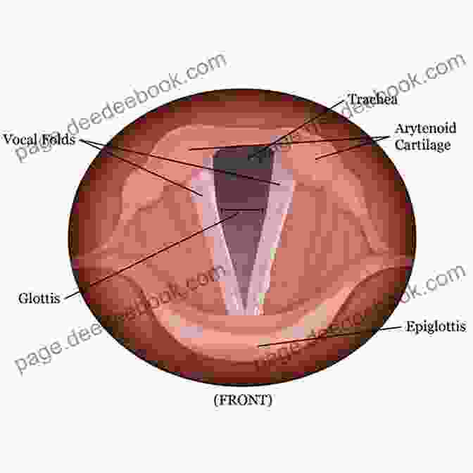 Diagram Of The Vocal Anatomy Voice And The Young Actor: A Workbook And Video (Performance 1)