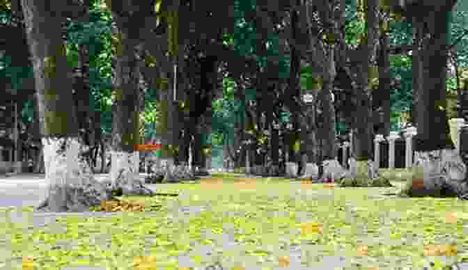 Hanoi's Tree Lined Streets Create A Picturesque Urban Landscape. Hanoi And Nha Trang And Trees: Vietnam 2024