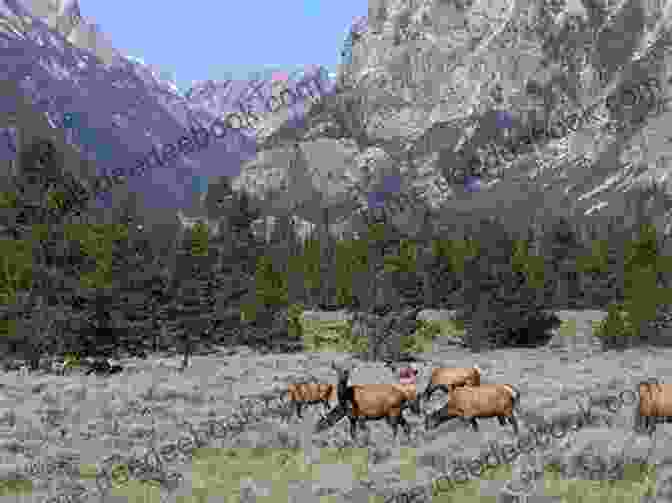 Herd Of Elk Grazing In A Lush Meadow In Paradise Valley, With The Absaroka Mountains In The Background. Day Hikes Around Bozeman Montana: Including The Gallatin Canyon And Paradise Valley