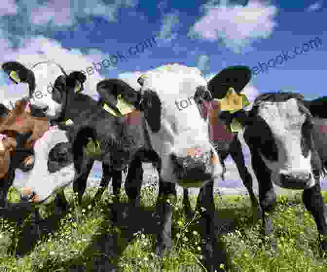 Julie Standing Amidst A Herd Of Calves In A Grassy Meadow, Her Eyes Closed In A Moment Of Connection Julie And Her Seven Calves