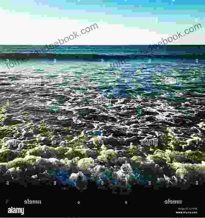 Tranquil Waves Lapping At The Pristine Sands Of Blackbird Beach Gulf Coast Secrets (Blackbird Beach 2)