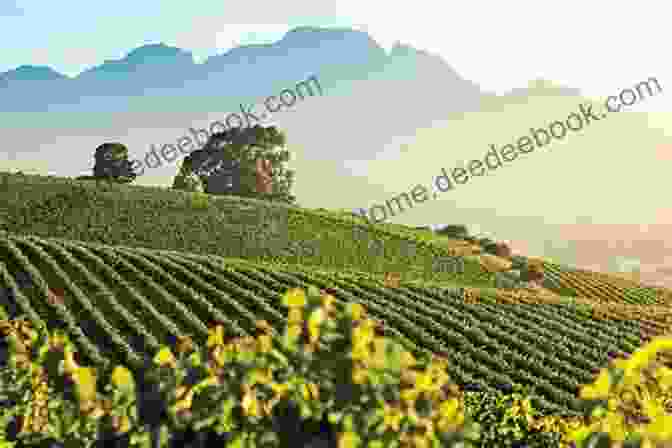 Vineyards In The Stellenbosch Wine Country South Africa Trip Log (Laura Robert S Trip Logs 4)