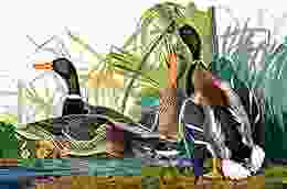 Counted Cross Stitch Pattern: Mallard Duck Bird By John James Audubon PROFESSIONALLY EDITED Image (Audubon Bird Series)